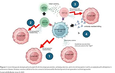 antigen-specific B-cells