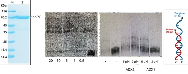 New Molecule for Anti-Malarial Resistance 