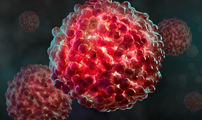 Spheroid Organoid
