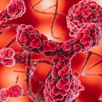 Antibody-Oligonucleotide Conjugates