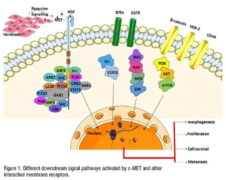 Cancer biomarkers