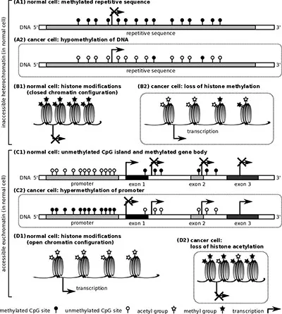 Epigenetic Therapy