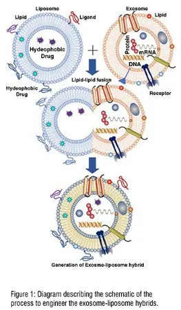 Exosome liposome hybrids
