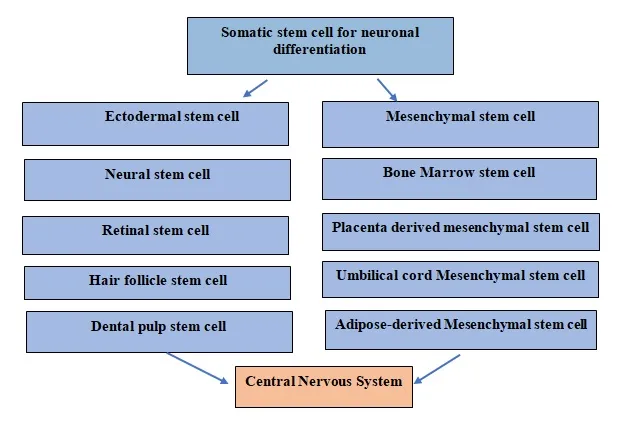 neuronal regeneration in central nervous system