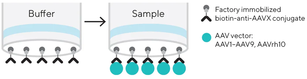 octet®-aavx-biosensors