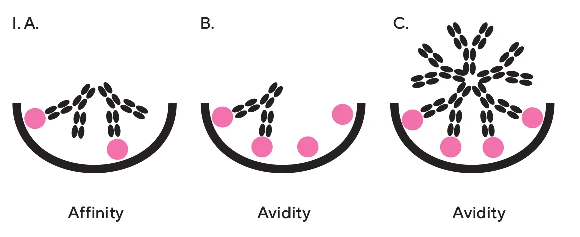 optimizing-kinetics-formation-banner