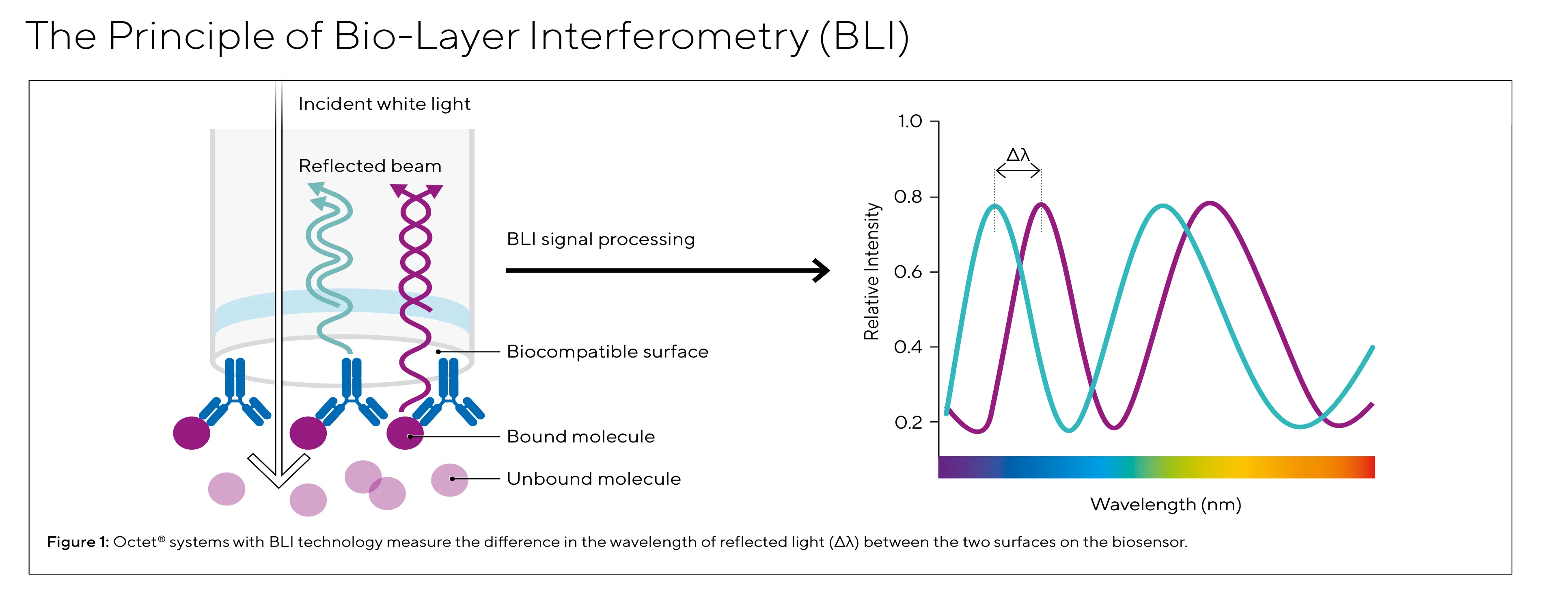 principle-of-bio-layer-Interferometry
