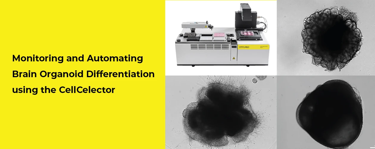 sartorius-monitoring-and-automating-brain-organoid-differentiation-using-the-cellcelector-banner