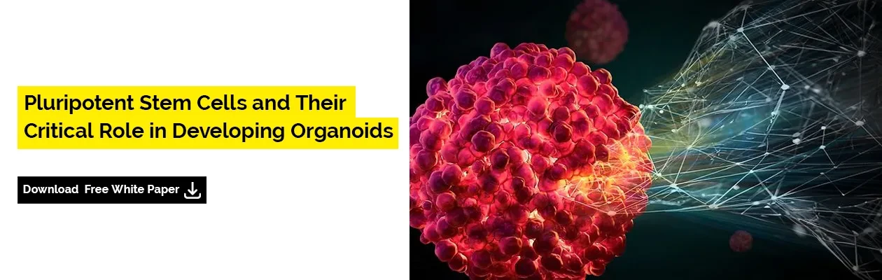 sartorius-pluripotent-stem-cells-building-blocks-of-organoids-white-paper-banner