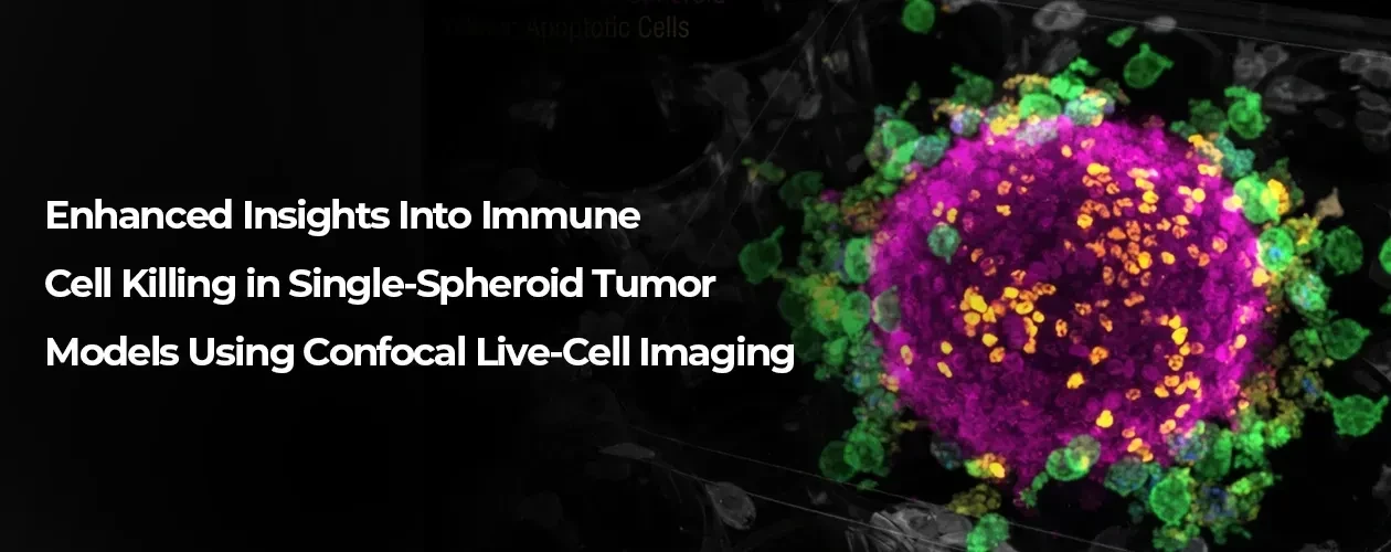 enhanced-insights-into-immune-cell-killing-in-single-spheroid-tumor-models-using-confocal-live-cell-imaging-application-note-banner